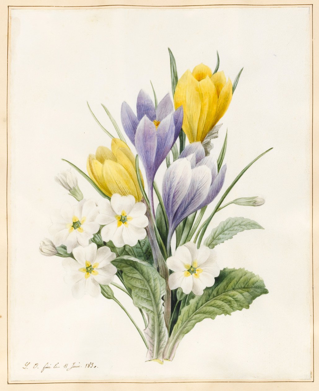 Fehér primrózák és korai hibrid krókuszok, 1830 (wc némi testszínnel, pergamenre) alkotó: Louise DOrleans