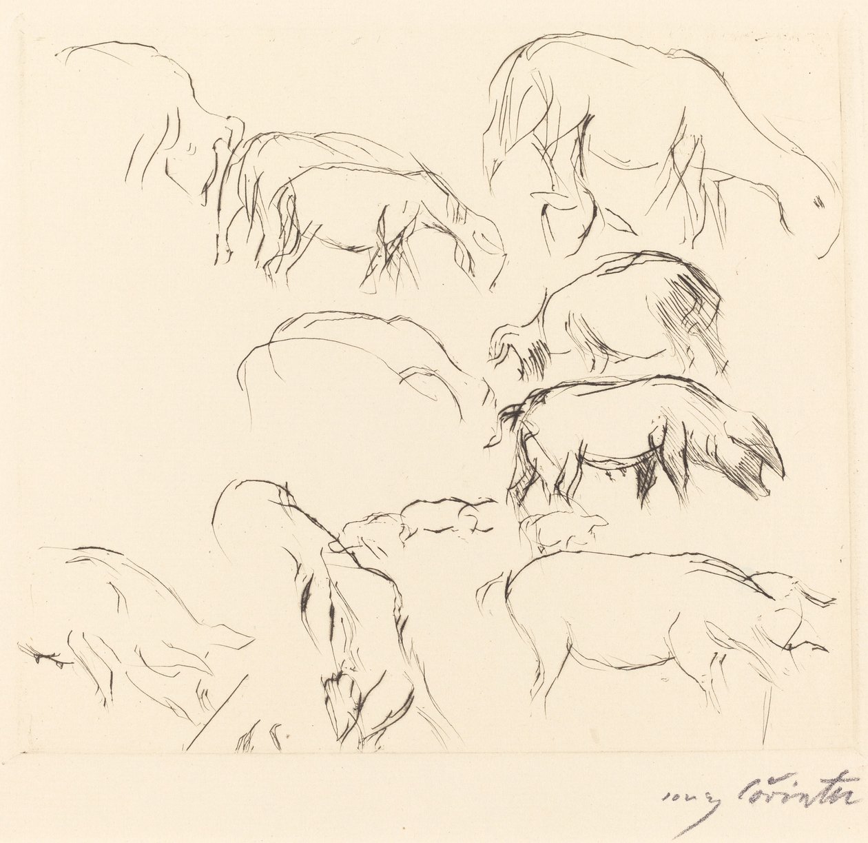 Különféle állattanulmányok alkotó: Lovis Corinth