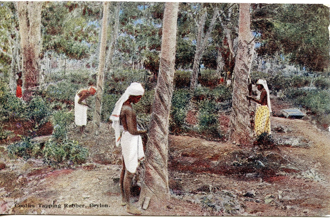 Coolies Tapping Rubber, Ceylon, 1900-20 körül (kézzel színezett fénykép) alkotó: Ltd. Ceylon Plâté