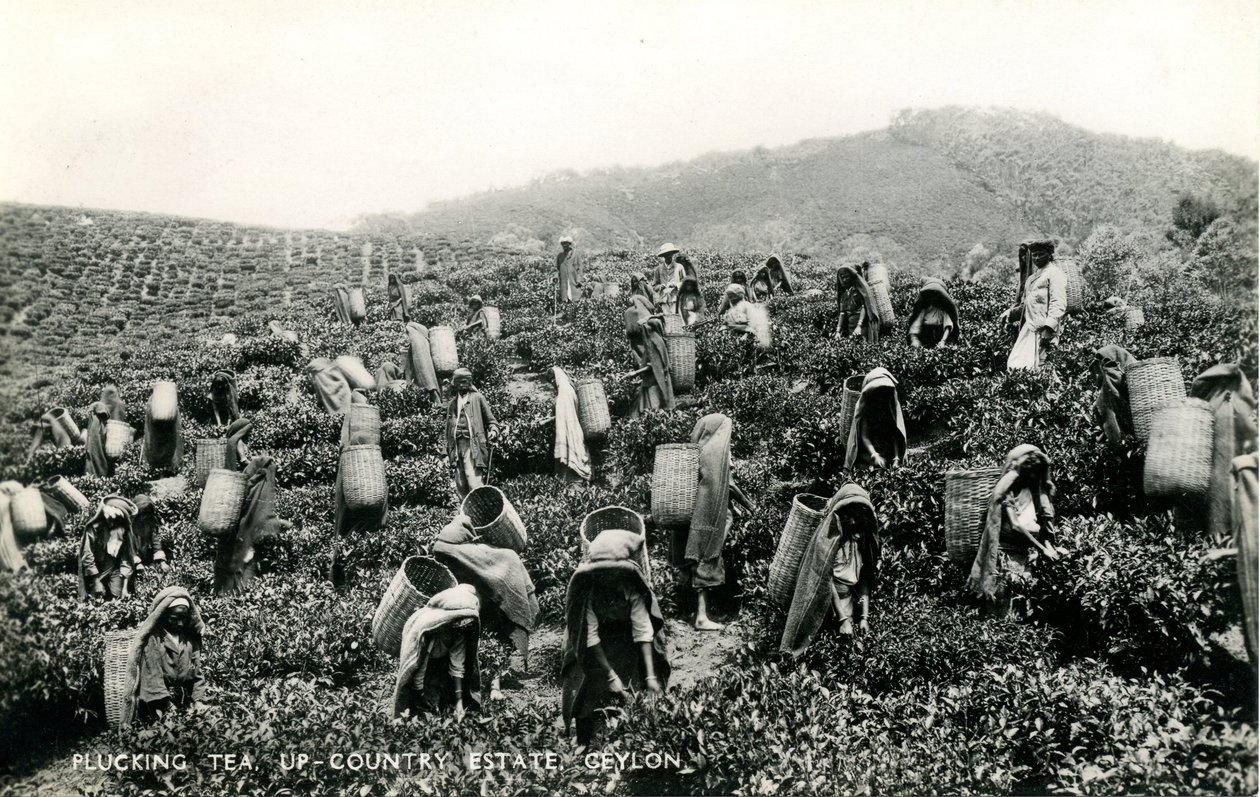 Teakopasztás, vidéki birtok, Ceylon, 1900-1930 körül (f/w fotó) alkotó: Ltd. Ceylon Plâté