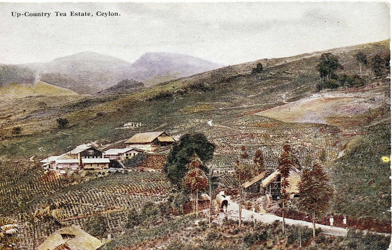 Up-Country Tea Estate, Ceylon, 1900-20 körül (kézzel színezett fénykép) alkotó: Ltd. Ceylon Plâté