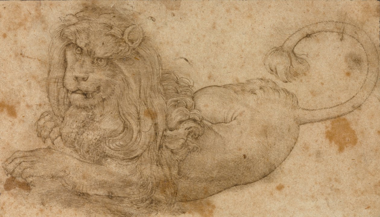 Tanulmány egy oroszlánról alkotó: Lucas Cranach the Elder