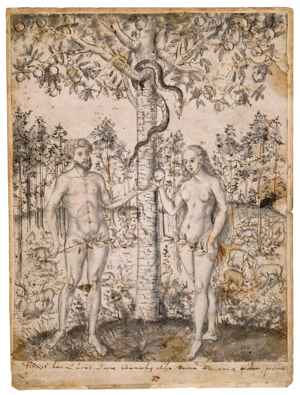 The Fall of Man, 1549 után (toll, fekete-barna tinta, fekete mosással, fektetett papíron) alkotó: Lucas Cranach the Elder