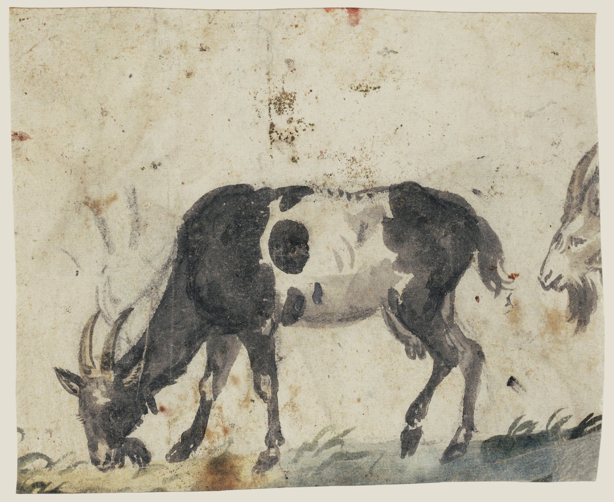Tanulmány kecskékről (verso), 1520-30 körül (fekete, szürke, zöld mosdóval és fekete krétával ecsettel) alkotó: Lucas the Elder Cranach