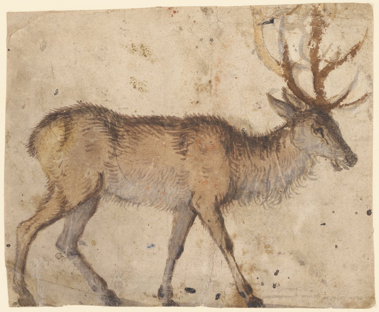 Egy szarvastanulmány (recto), 1520-30 körül (barna mosású ecset, fehér gouache-szal kiemelve) alkotó: Lucas the Elder Cranach