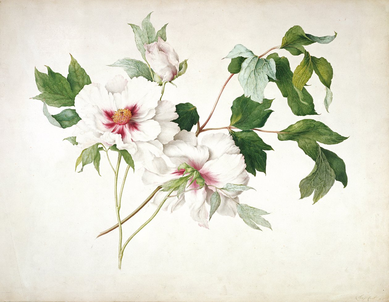 Japán bazsarózsa (Paeonia suffruticosa), 1815 (wc, gouache, gumiarábikum ceruza fölött, papíron) alkotó: Lucy Cust