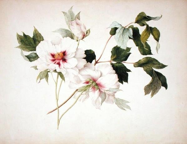 Paeonia suffruticosa alkotó: Lucy Cust