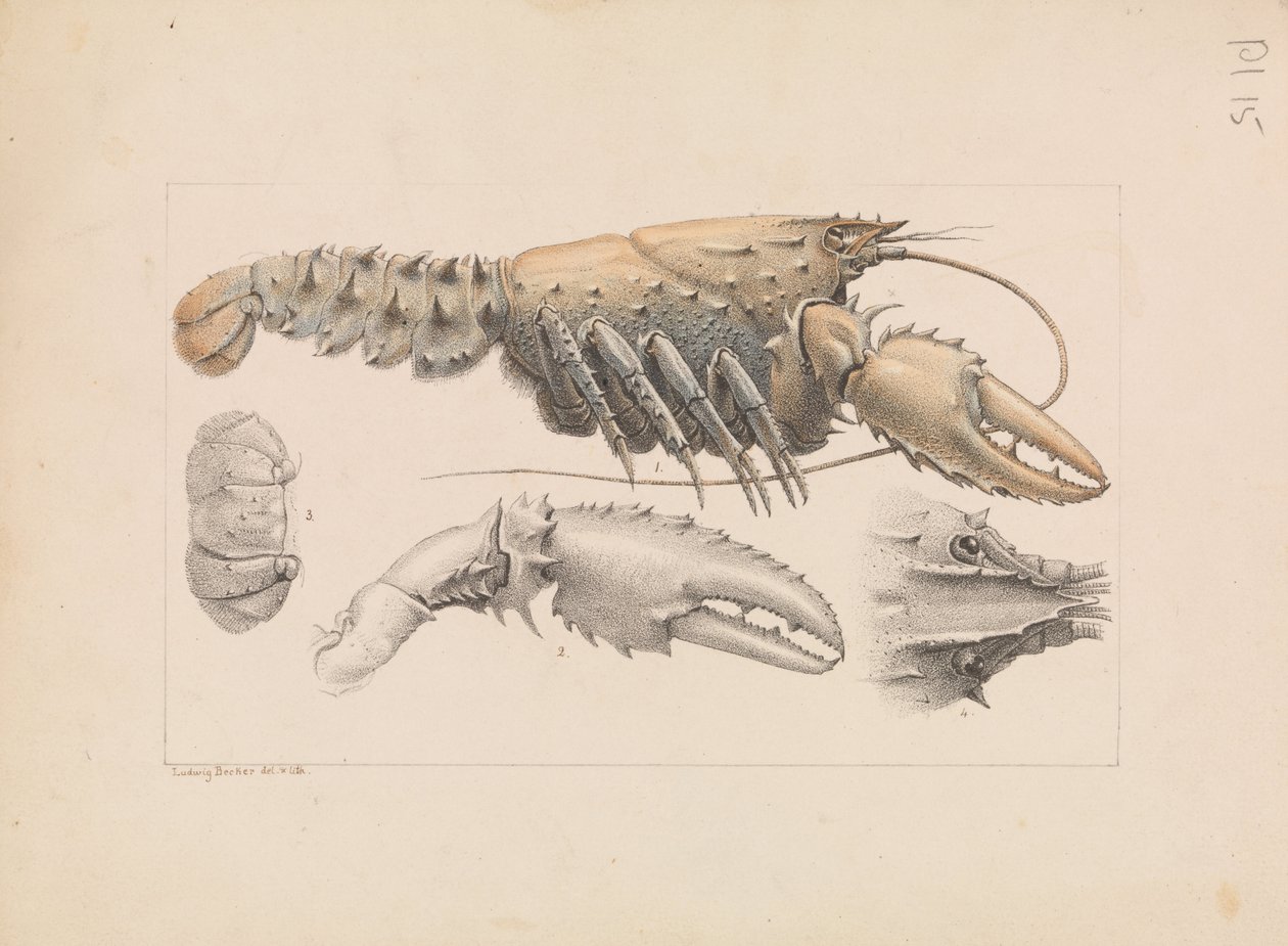 Murray tüskés rák, Euastacus armatus alkotó: Ludwig Becker