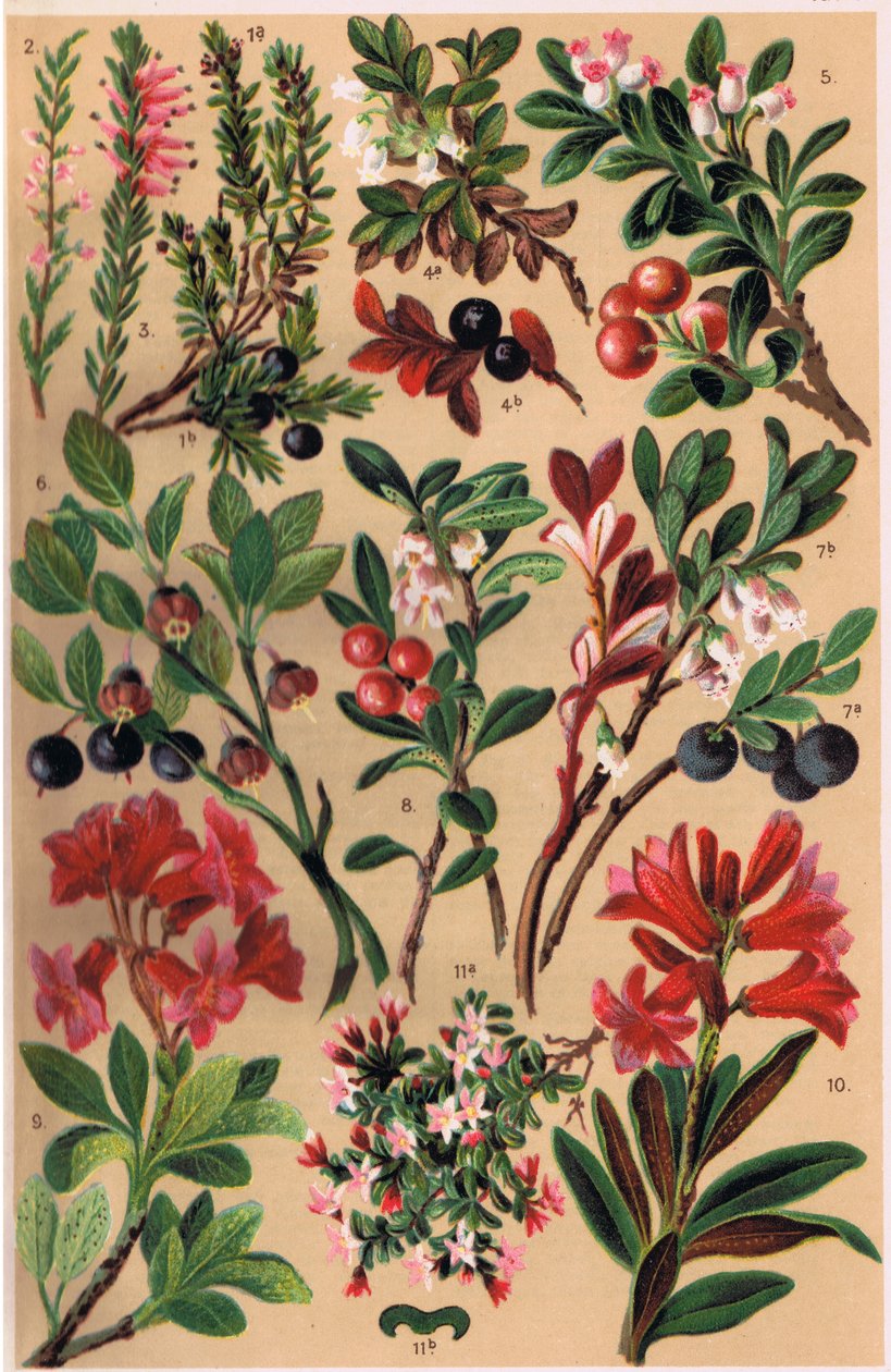 Alpesi növények, C.S. Schroter professzor illusztrációja az Alpine Flora című művéből, 1921-ben alkotó: Ludwig Schroter