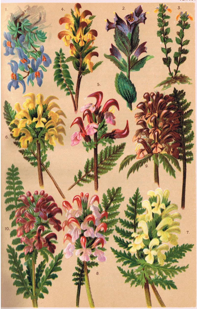 Alpesi növények, C.S. Schroter professzor illusztrációja az Alpine Flora című művéből, 1921-ben alkotó: Ludwig Schroter