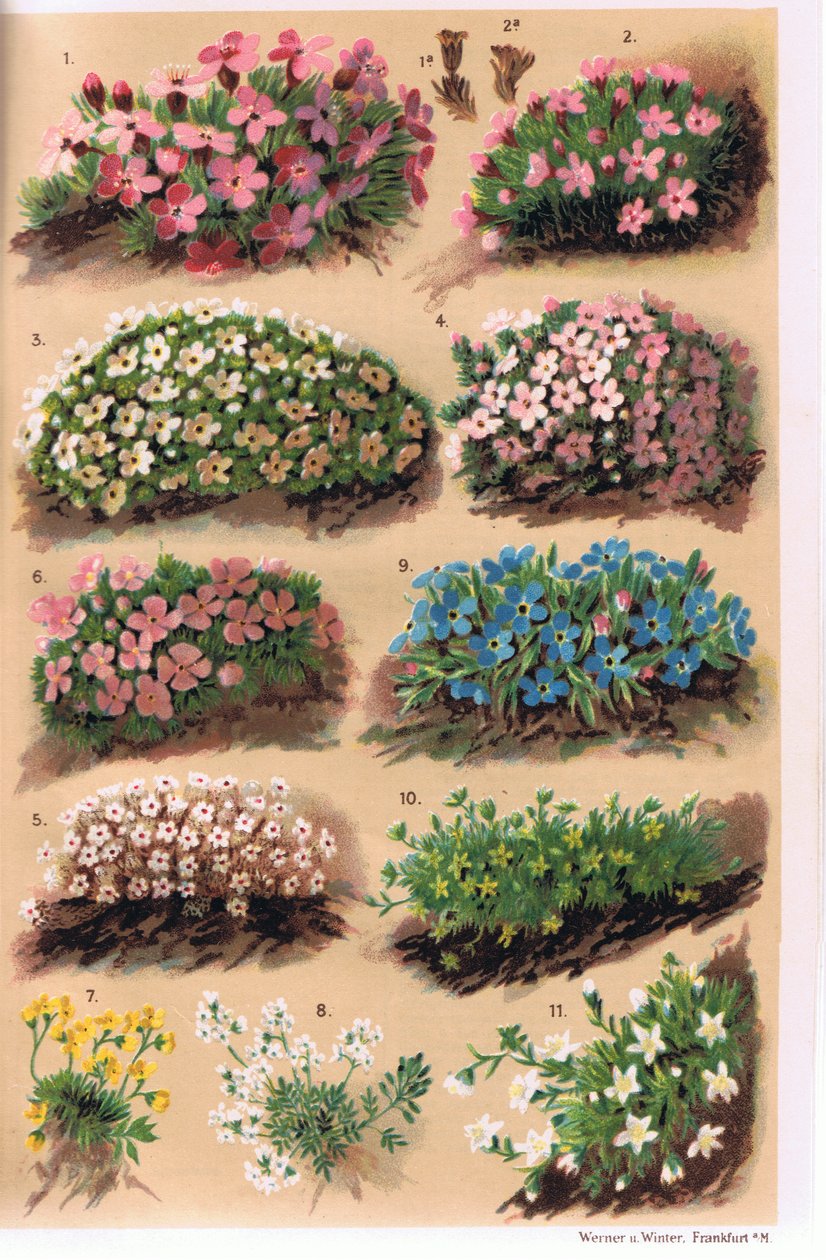 Alpesi növények, C.S. Schroter professzor illusztrációja az Alpine Flora című művéből, 1921-ben alkotó: Ludwig Schroter