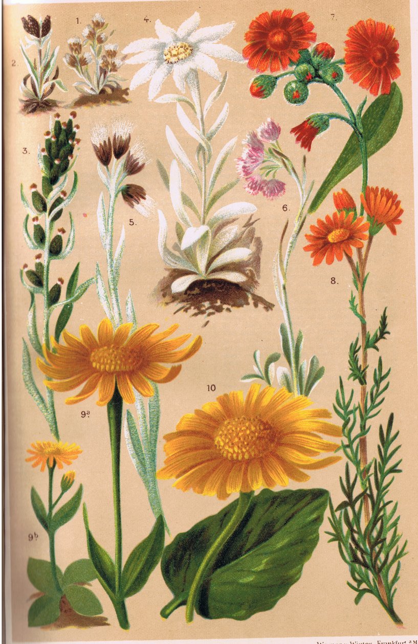 Alpesi növények, C.S. Schroter professzor illusztrációja az Alpine Flora című művéből, 1921-ben alkotó: Ludwig Schroter