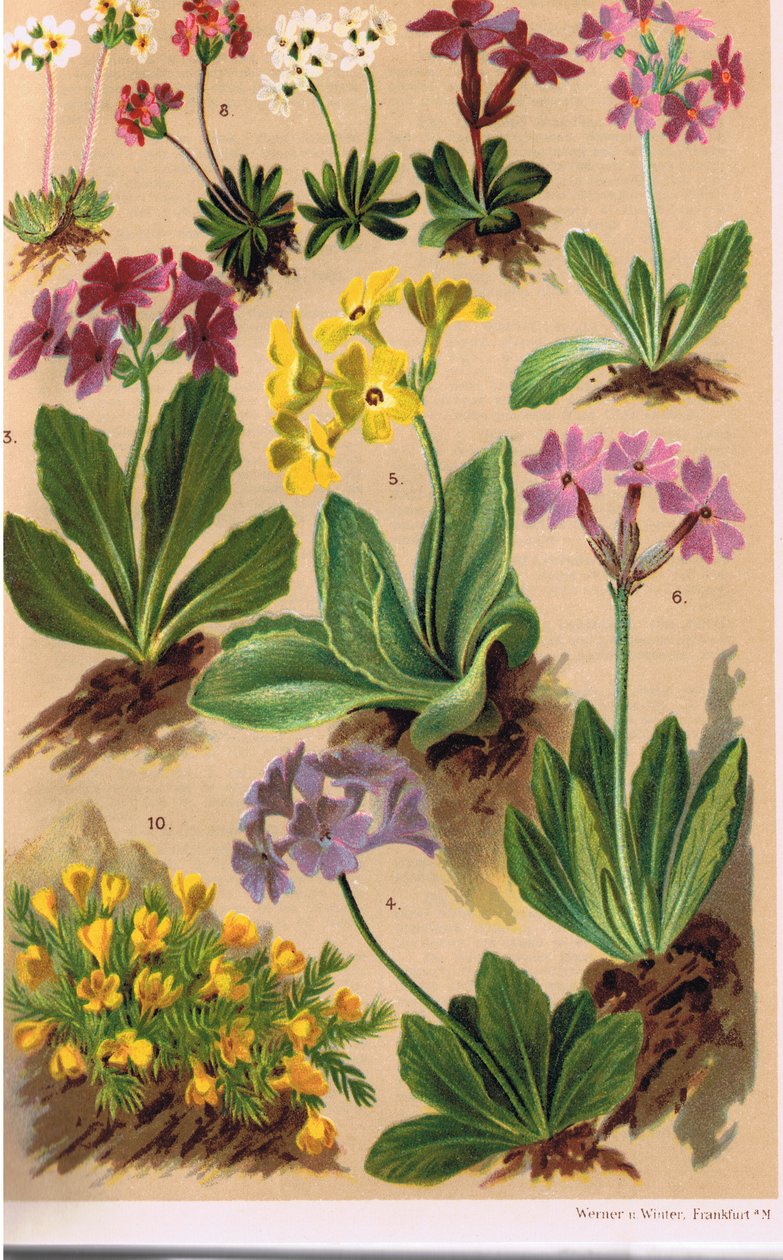 Alpesi növények, C.S. Schroter professzor illusztrációja az Alpine Flora című művéből, 1921-ben alkotó: Ludwig Schroter
