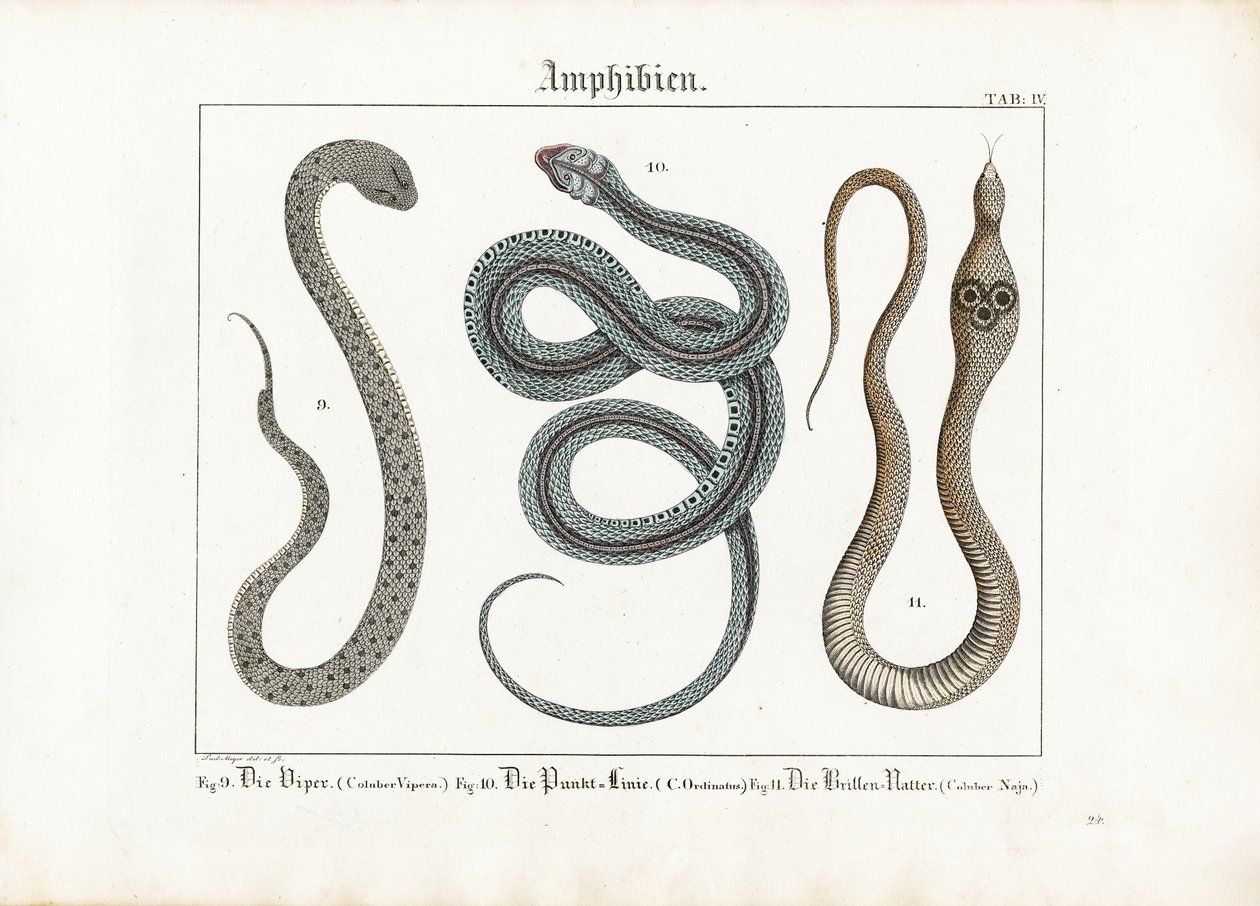Mérges kígyók: Viperák: Vipera, harisnyakígyó és kobra. alkotó: Ludwig Meyer