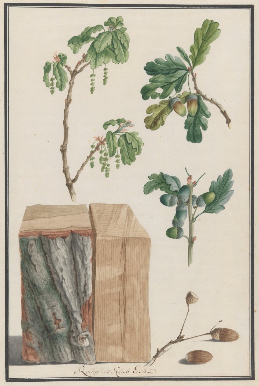 Tanulmányok egy angol tölgy, Quercus robur, 1788 virágairól, terméseiről és törzséről. alkotó: Ludwig Pfleger