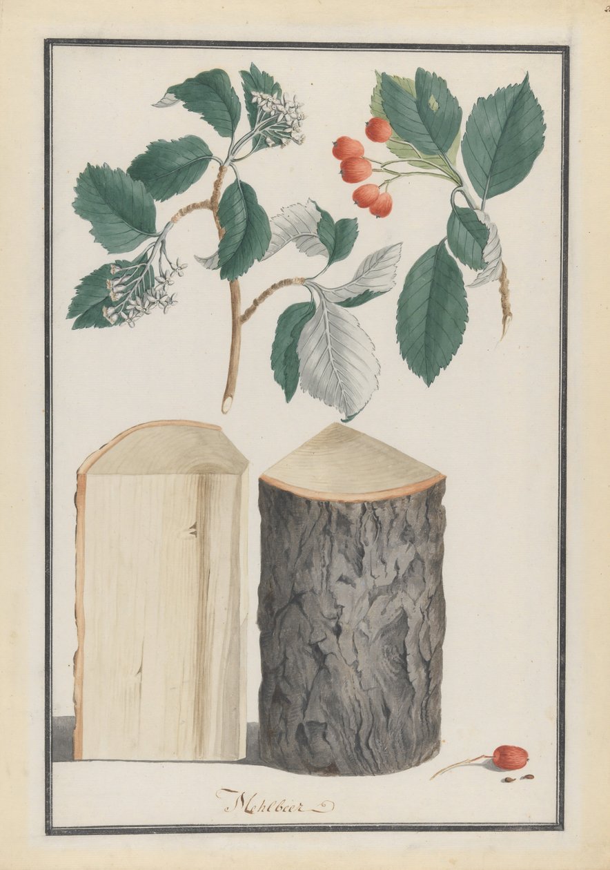 Az Aria Sorbus alnemzetség leveleinek, virágainak, terméseinek és törzsének tanulmányozása, 1788. alkotó: Ludwig Pfleger