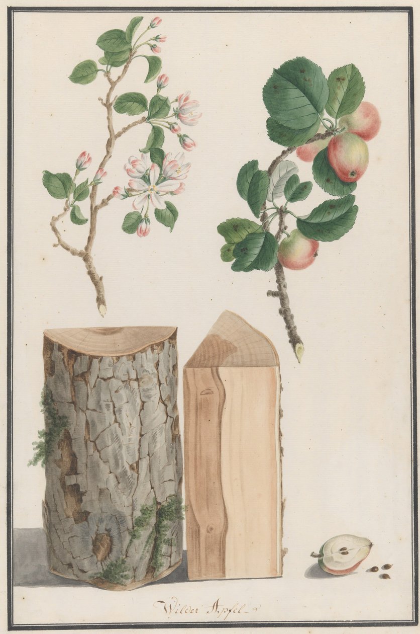A Malus sylvestris 1788-as vadalmafa törzsének, virágainak és termésének tanulmányozása. alkotó: Ludwig Pfleger