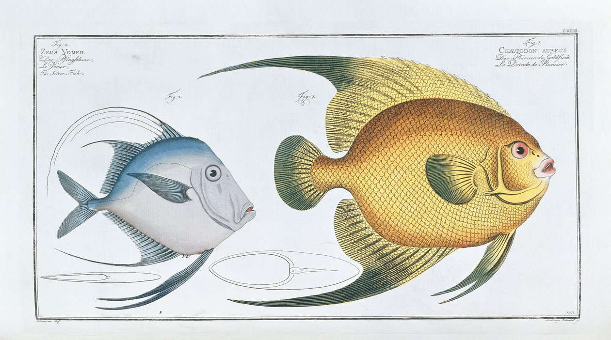 Chaetodon Aureus alkotó: Ludwig Schmidt