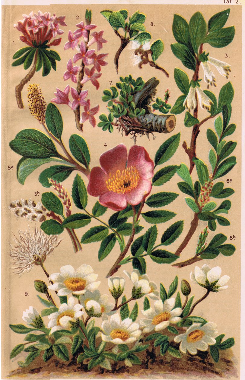 Alpesi növények, C.S. Schroter professzor illusztrációja az Alpine Flora című művéből, 1921-ben alkotó: Ludwig Schroter