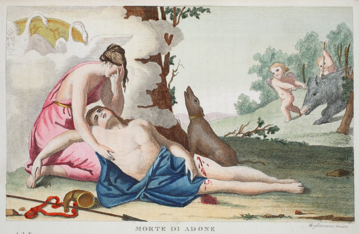 Adonis vagy Morte di Adone halála, X. könyv, illusztráció Ovidius metamorfózisaiból, Firenze, 1832 (kézzel színezett metszet) alkotó: Luigi Ademollo