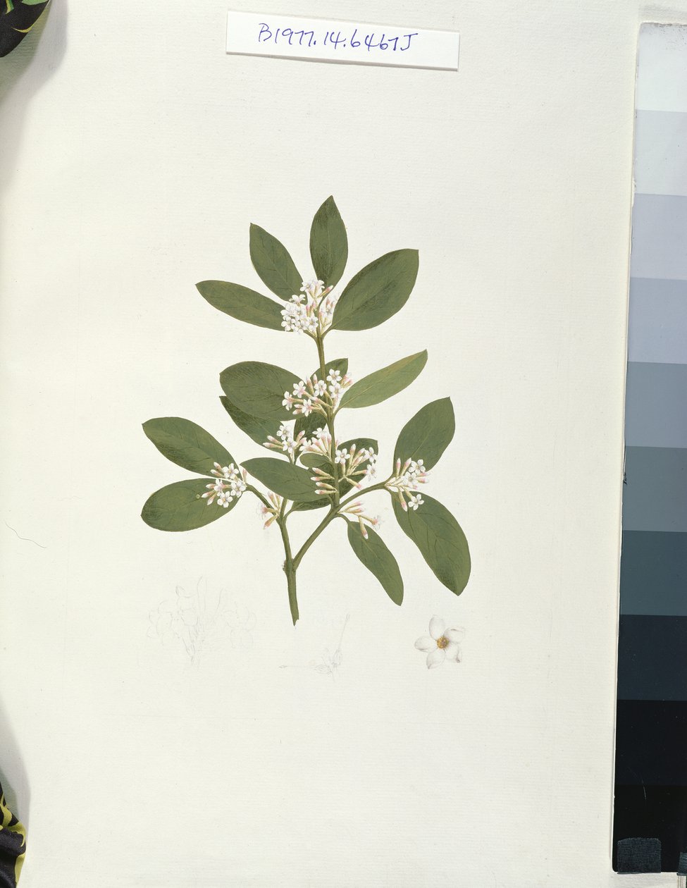 Botanikai rajz, illusztráció negyvenegy Botanikai rajzból jegyzetekkel (grafit, wc és bc papíron) alkotó: Luigi Balugani