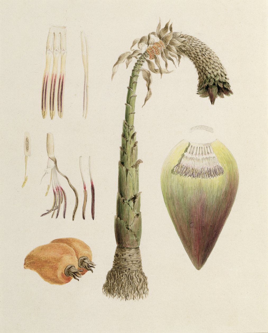 Ensete No. 10, korábban James Bruce-nak (1730-94) tulajdonították (wc grafit fölött, papíron) alkotó: Luigi Balugani