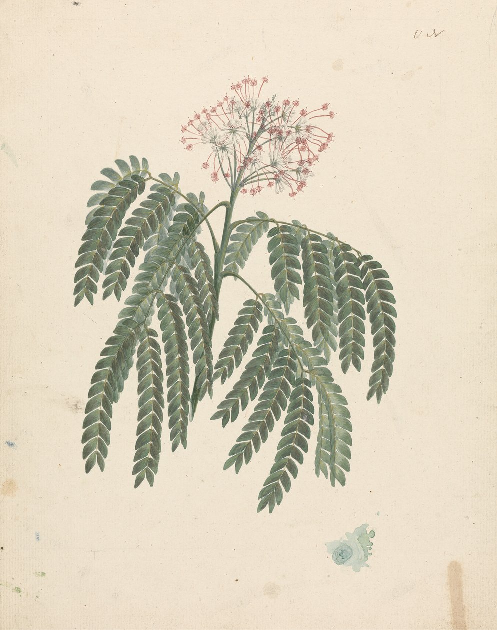 Albizia gummifera (J.F.Gmel.) C.A. Sm. (Gummy Albizia Tree): kész rajz kisebb eltérésekkel a virágzó fejben alkotó: Luigi Balugani