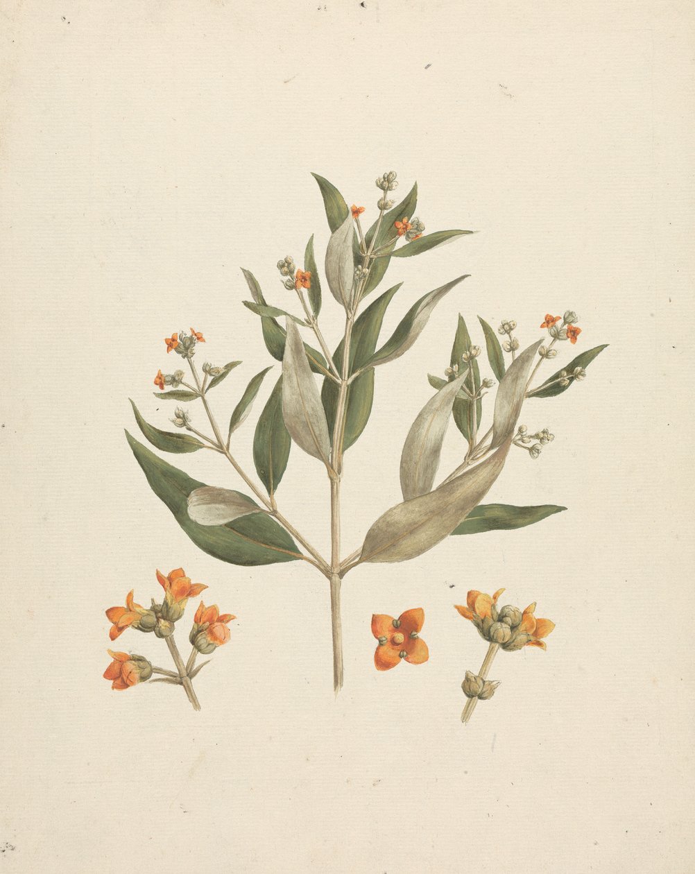 Avicennia marina (Forssk.) Vierh. (White Mangrove): virágzó hajtás kész rajza virágrészletekkel alkotó: Luigi Balugani