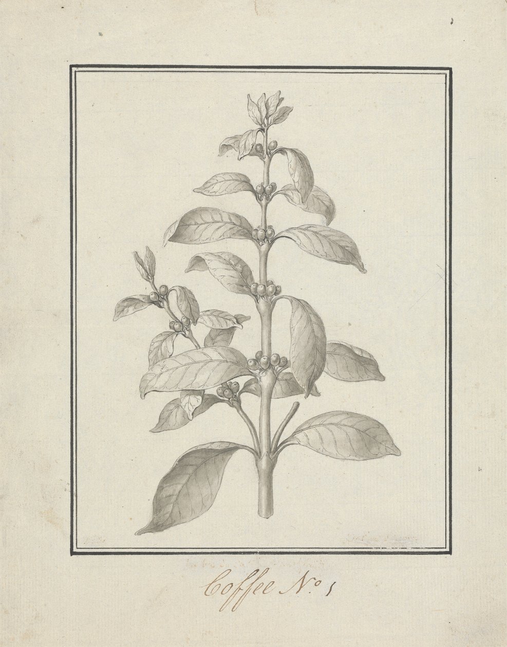 Coffea arabica L. (Arabica kávé): leveles hajtás és bogyók kész rajza alkotó: Luigi Balugani