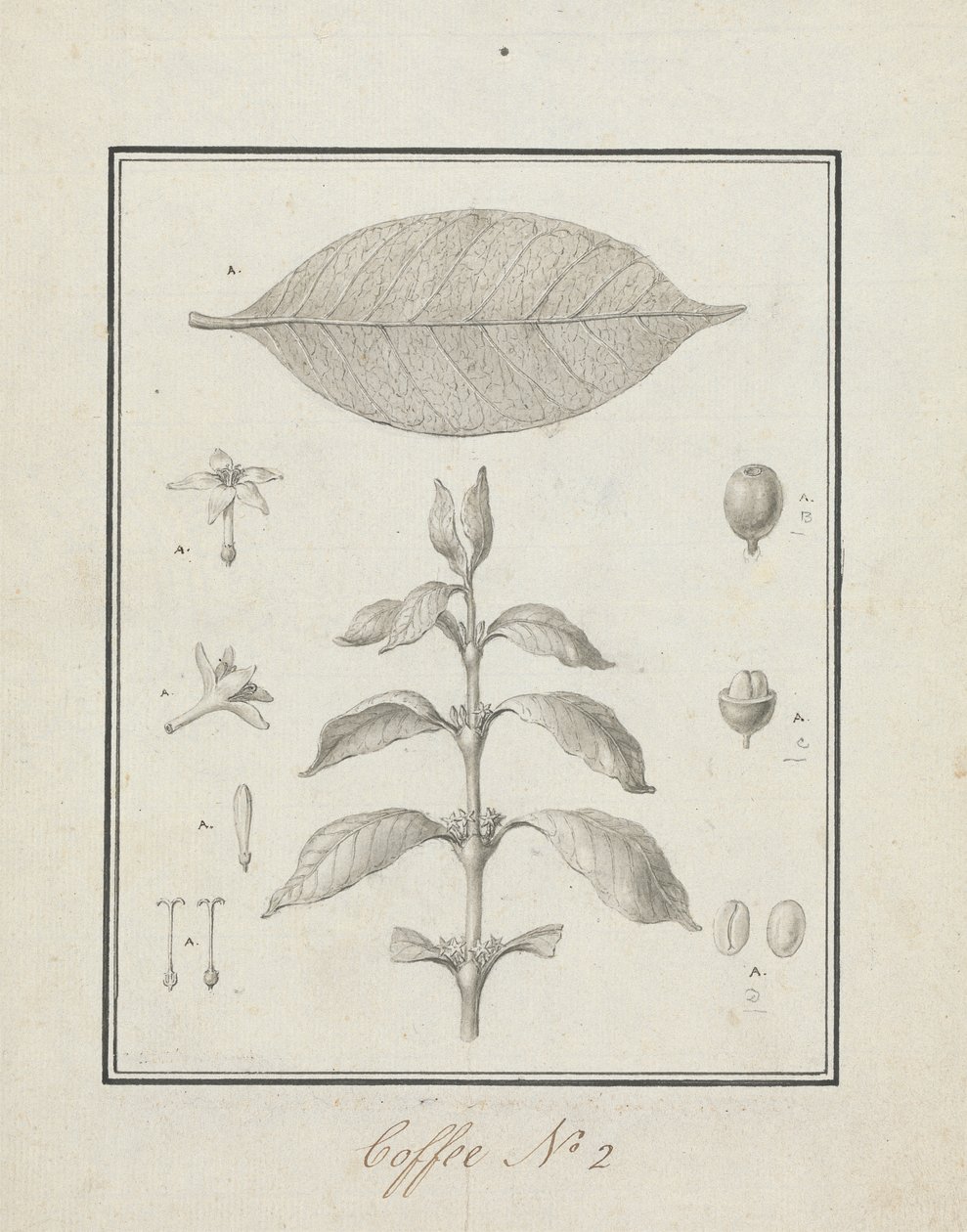 Coffea arabica L. (Arabica kávé): leveles hajtás kész rajza, virágok, levelek és gyümölcsök részleteivel alkotó: Luigi Balugani