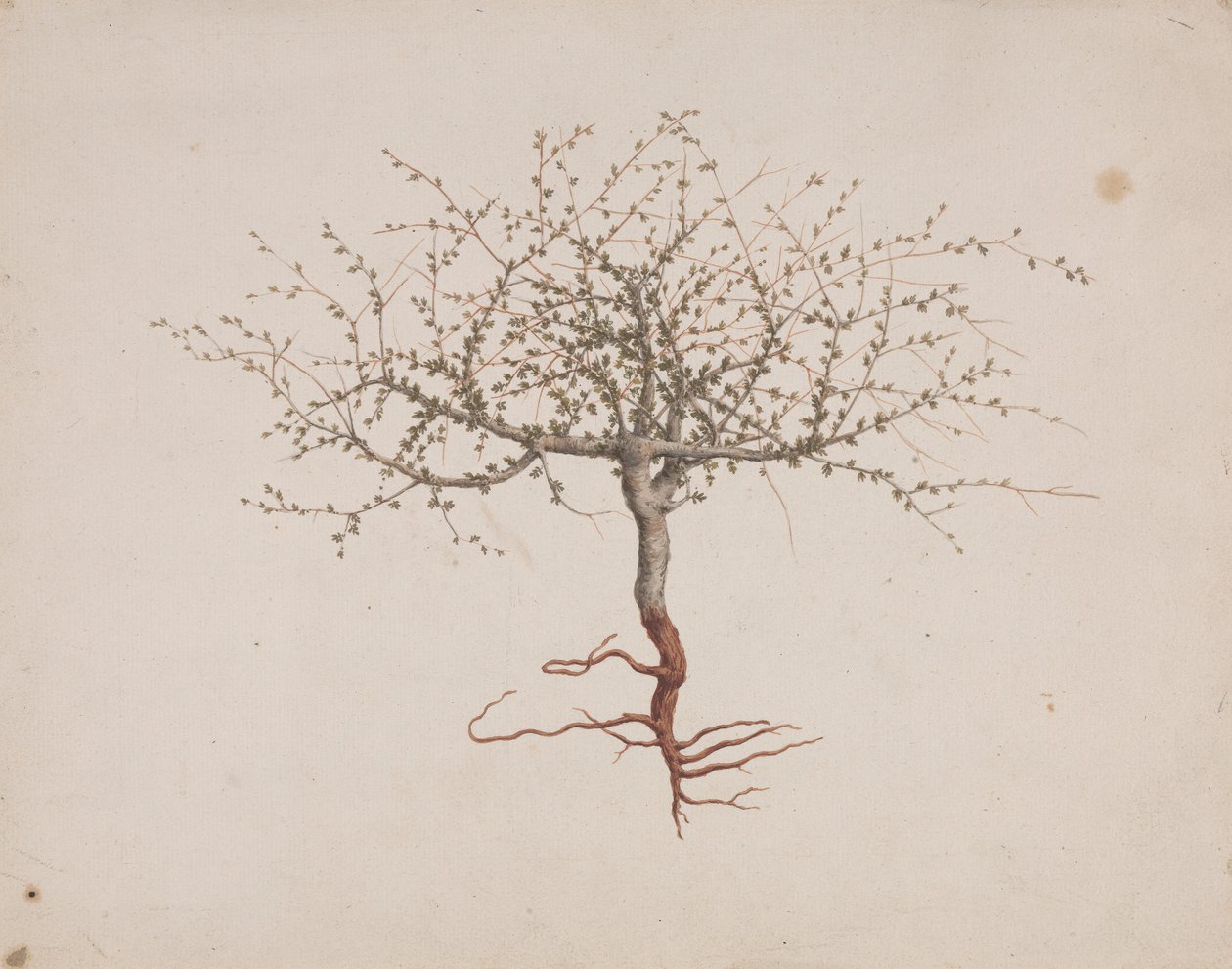Commiphora gileadensis (L.) C. Chr. (Gileád balzsama, Opobalsam): kész rajzolás, ha a fa szokása (gyökerekkel) alkotó: Luigi Balugani