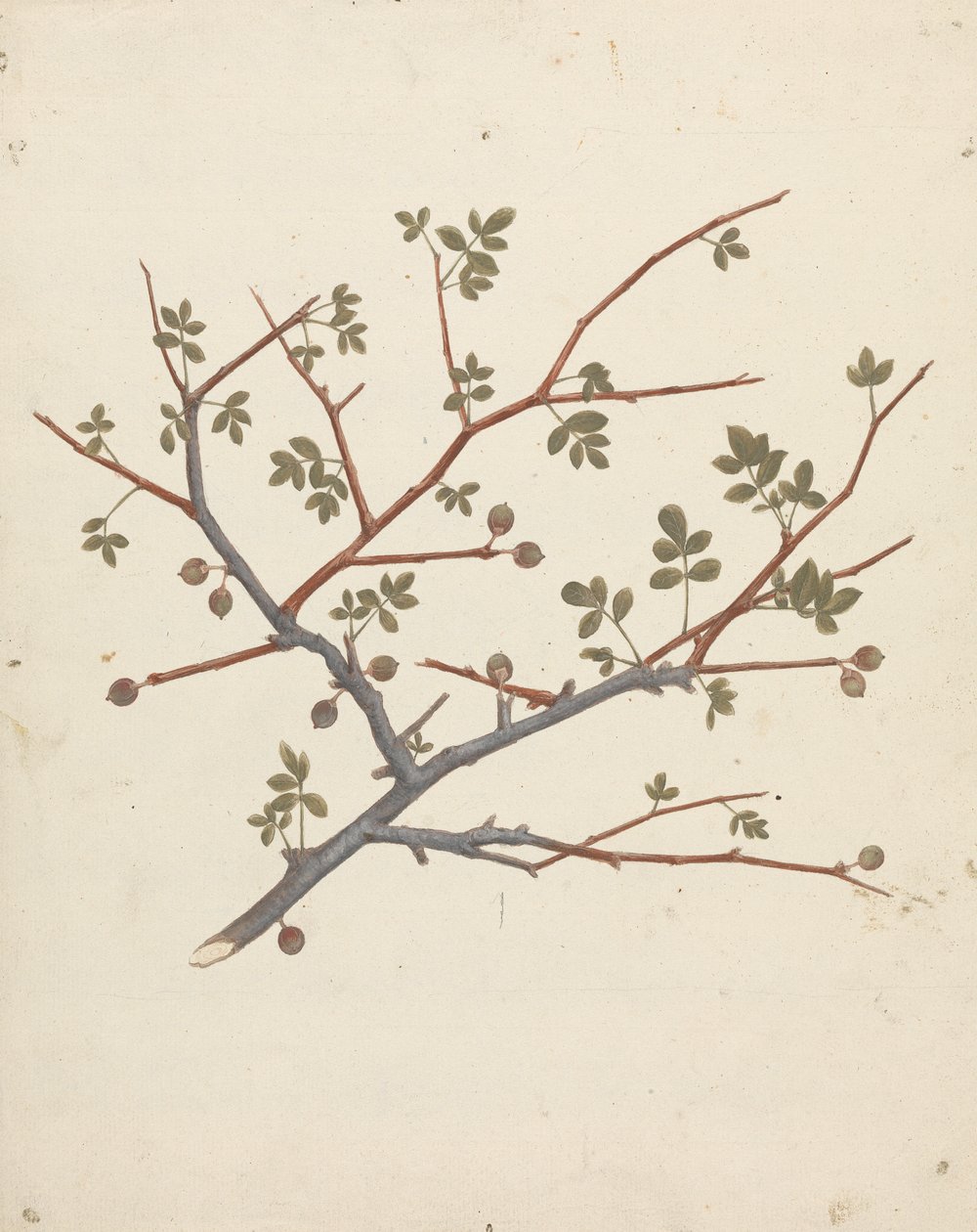 Commiphora gileadensis (L.) C. Chr. (Gileád balzsama, Opobalsam): termőág kész rajza alkotó: Luigi Balugani