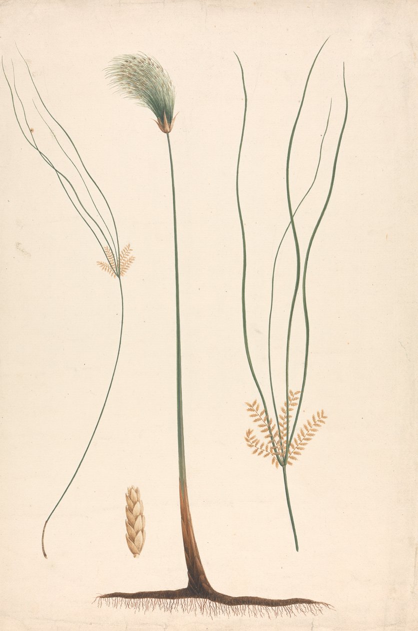 Cyperus papyrus L. (Papyrus Sedge): gőz- és virágfej kész rajza, a virágzat részleteivel balra és jobbra alkotó: Luigi Balugani