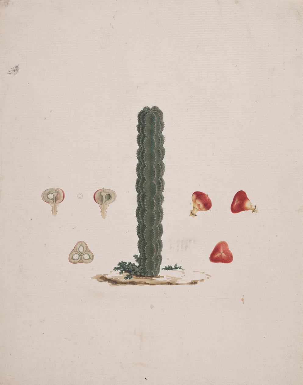 Euphorbia abyssinica J.F. Gmel. (Ethiopian Tree-Spurge): egyetlen törzs kész rajza, egész és feldarabolt gyümölcsök részleteivel alkotó: Luigi Balugani