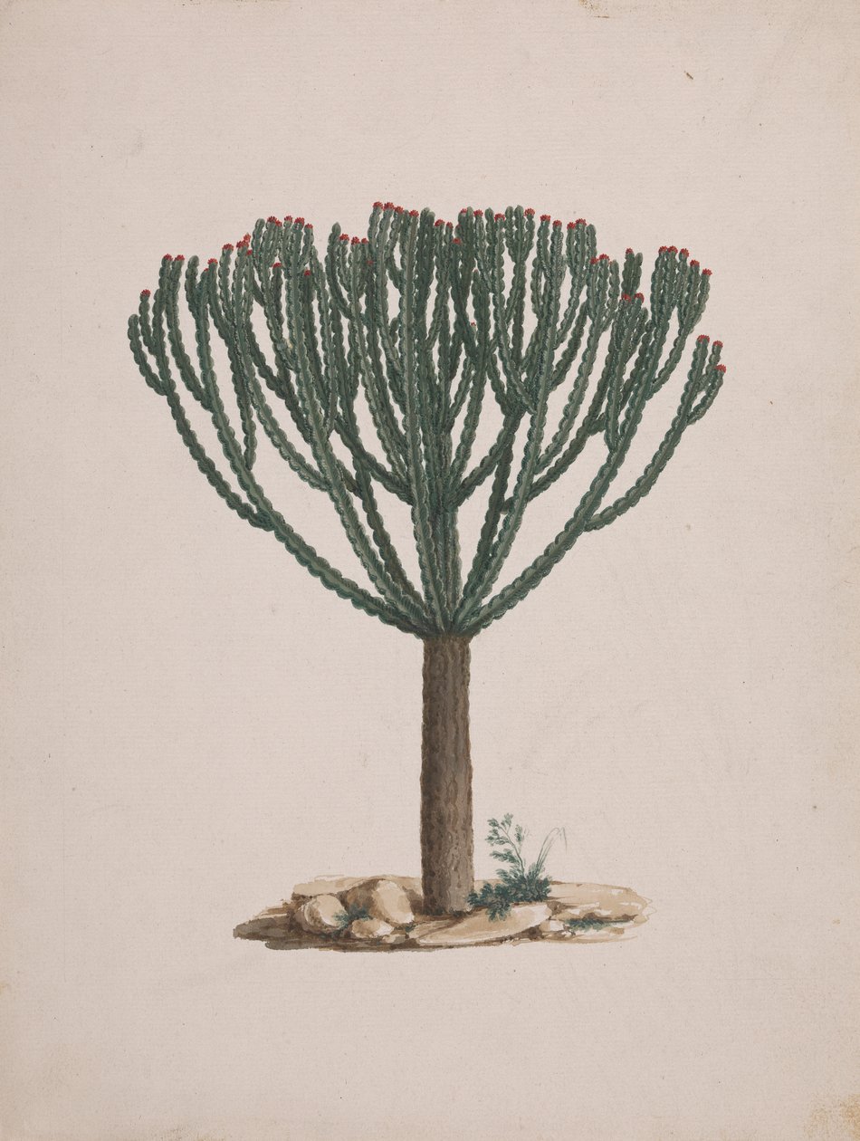 Euphorbia abyssinica J.F. Gmel. (Ethiopian Tree-Spurge): kész rajz a fa habitusáról alkotó: Luigi Balugani