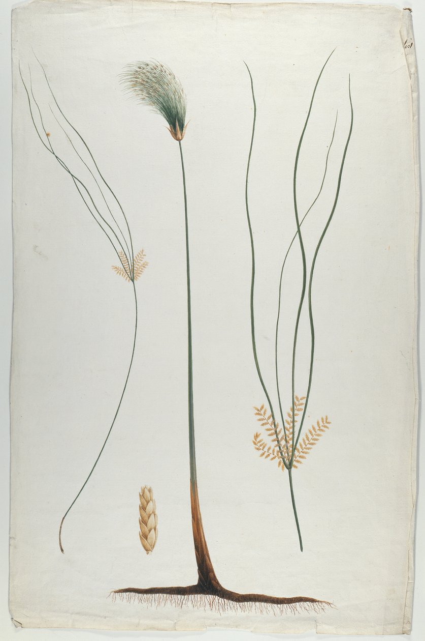 Papirusz (Növény és gyökér részlet), James Abyssinian Bruce (1730-94) után (wc grafitra, papírra) alkotó: Luigi Balugani
