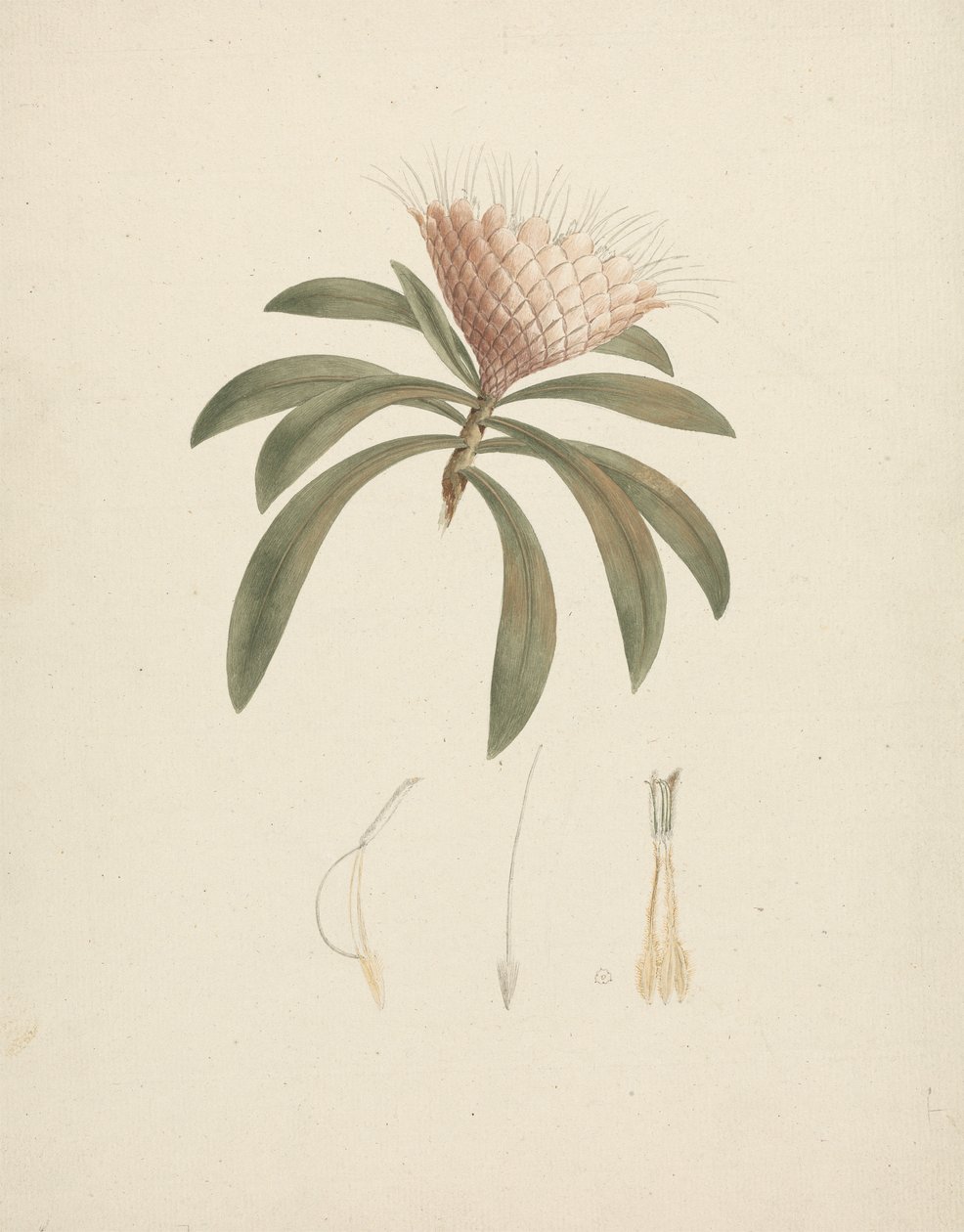 Protea gaguedi J.F. Gmel. (Protea): kész rajz virágos részletekkel alkotó: Luigi Balugani