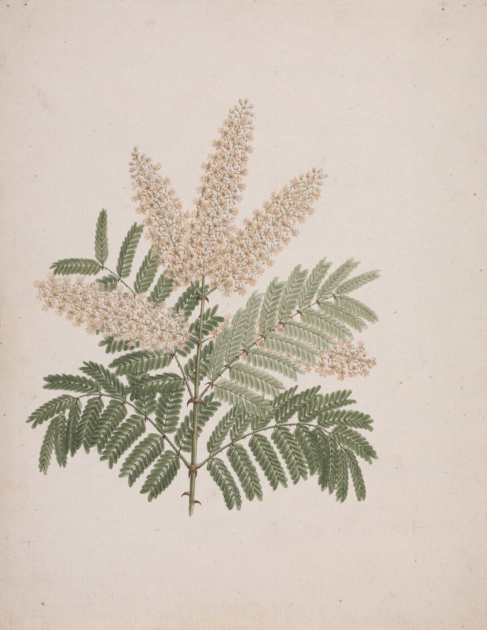 Pterolobium stellatum (Forssk): kész rajz alkotó: Luigi Balugani
