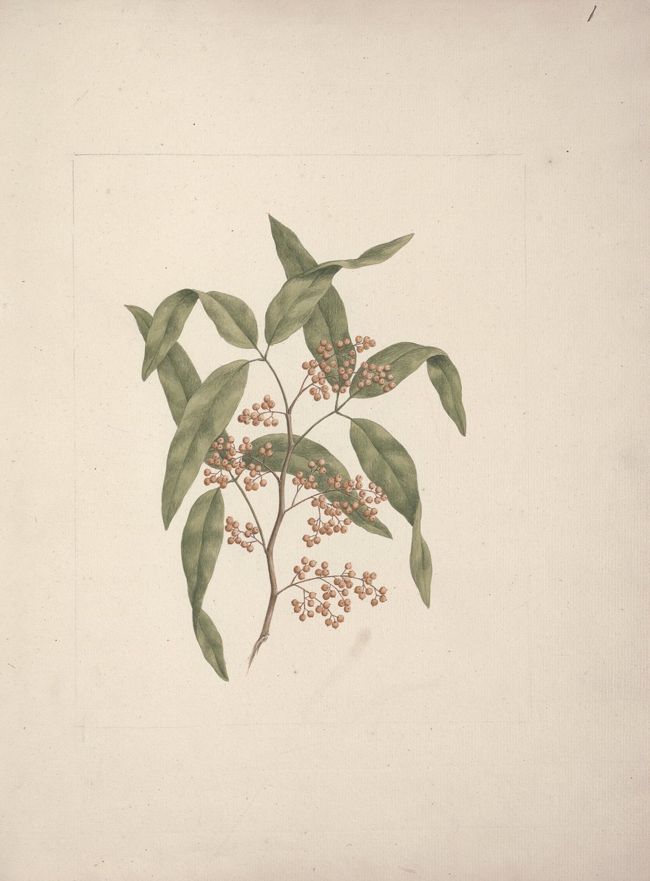 Rhus ? retinorrhoea Oliver: kész rajz alkotó: Luigi Balugani