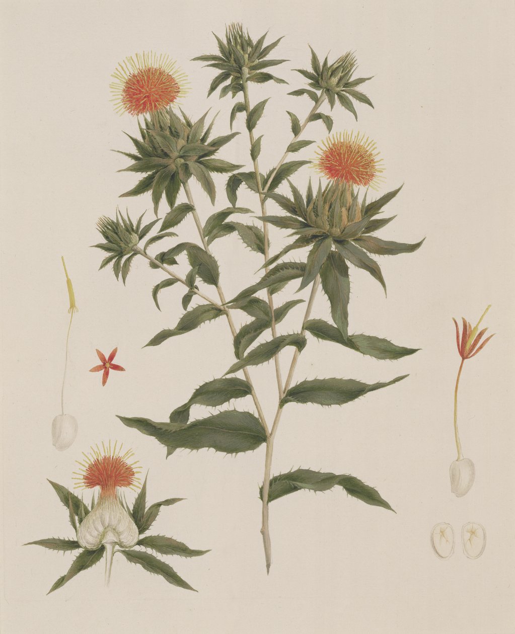Sussa (levelek, virágok és részletek) korábban James Bruce-nak (1730-94) tulajdonították (wc grafit felett a papíron) alkotó: Luigi Balugani