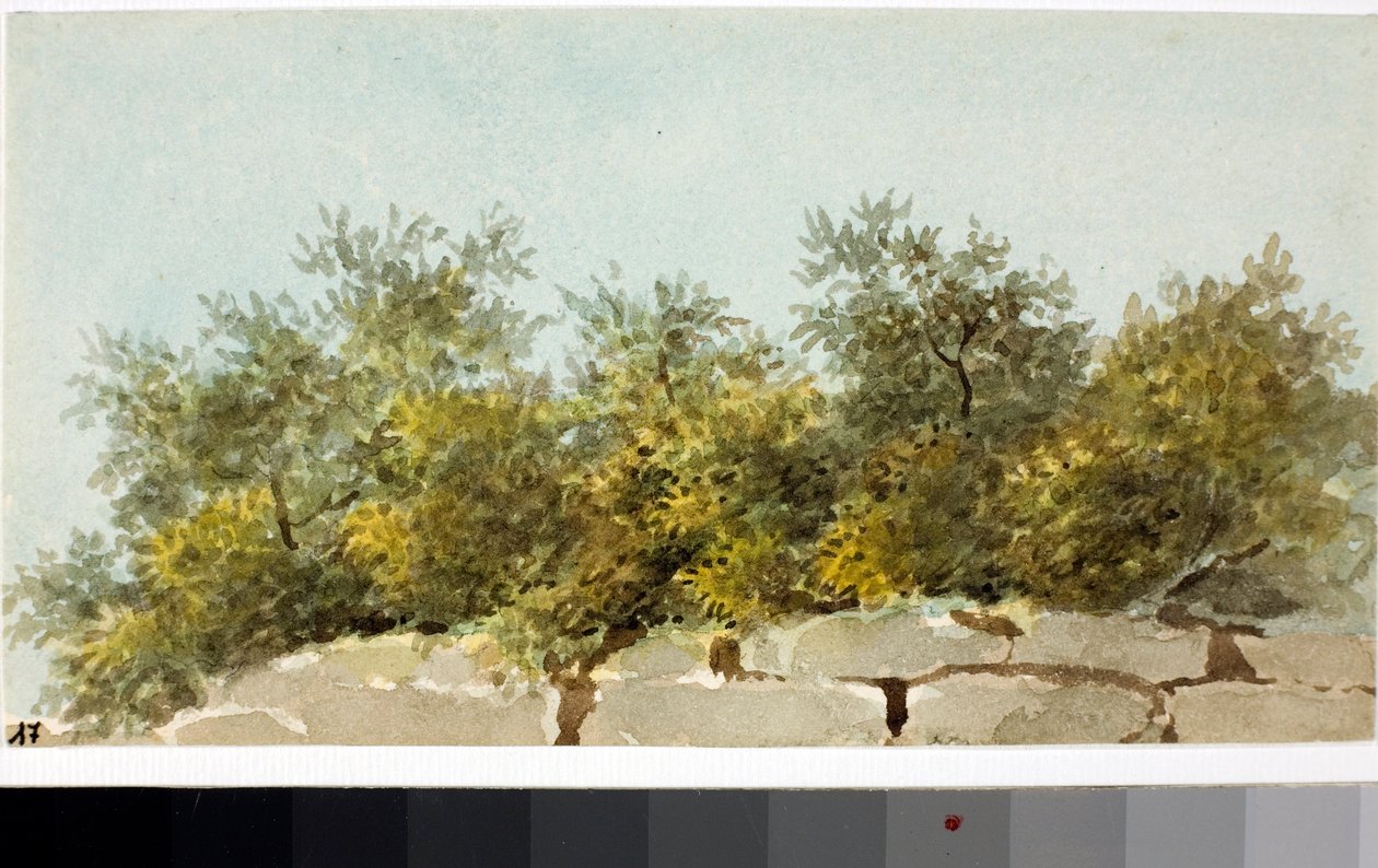 Olajbogyó, Liguria (akvarell, 1825 körül) alkotó: Luigi Garibbo