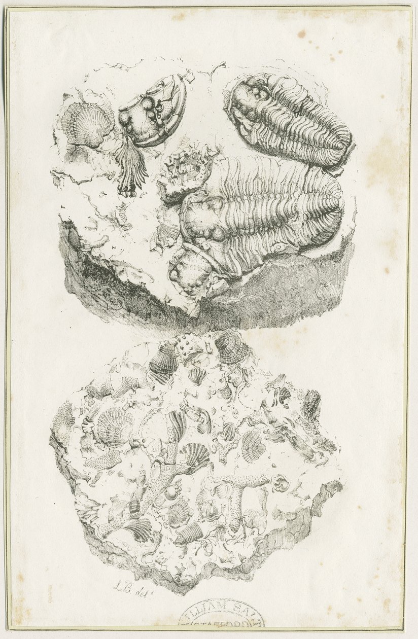Dudley – Fosszíliák: litográfia, nd [c 1825] (nyomtatás) alkotó: Luke Booker
