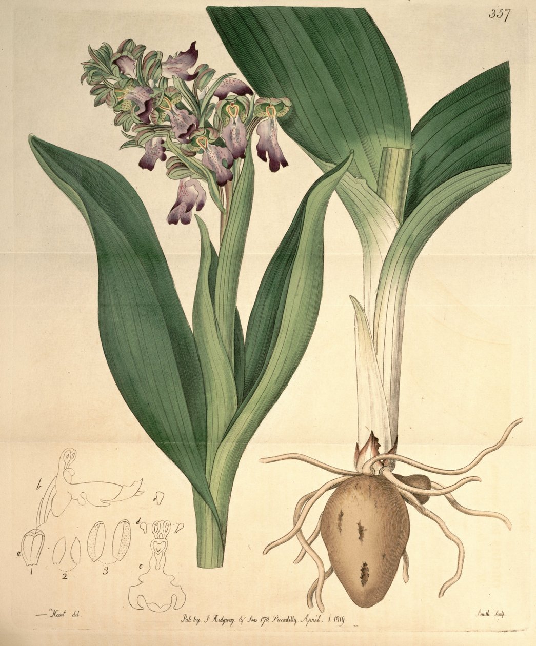 Barlia robertiana illusztrációja (syn. Orchis longibracteata Biv.) alkotó: M. Hart