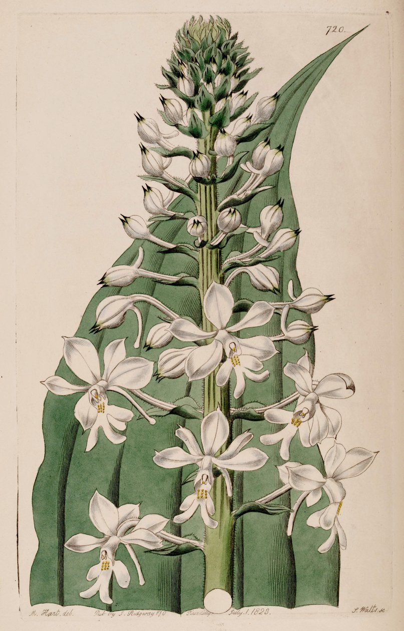 Illusztráció: Calanthe triplicata (syn. Calanthe veratrifolia) (virágzat) alkotó: M. Hart