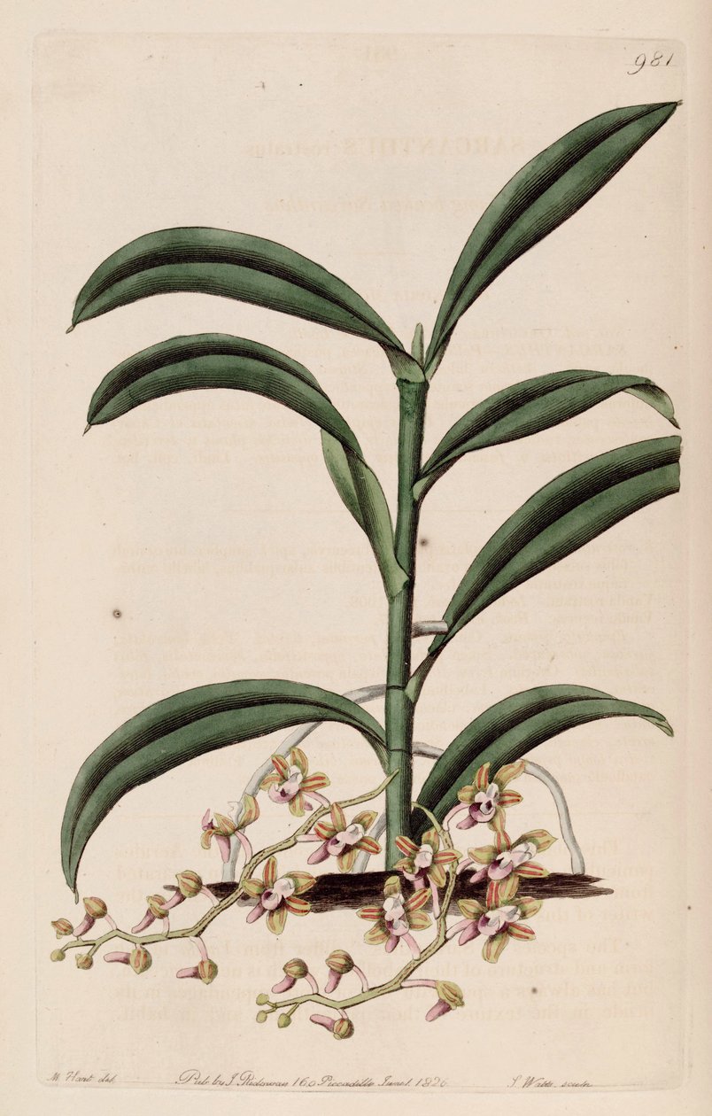 Illusztráció: Cleisostoma recidivum (mint szin. Sarcanthus rostratus) alkotó: M. Hart
