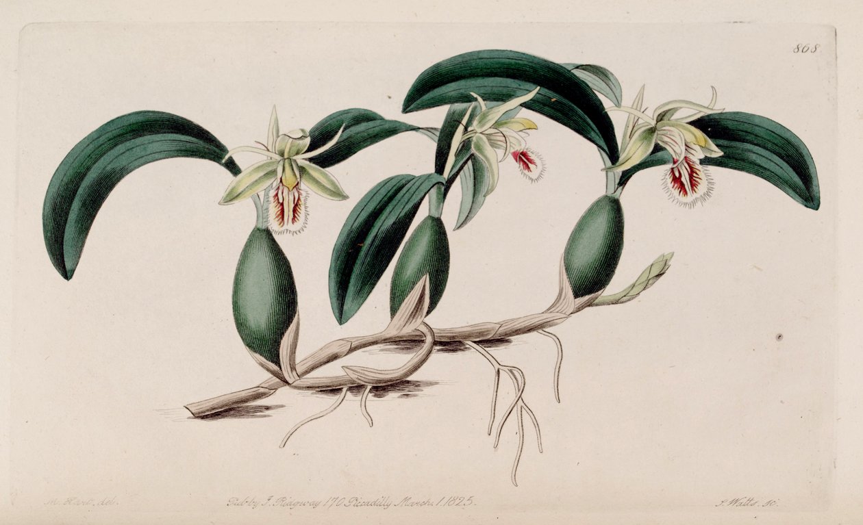 Coelogyne fimbriata illusztrációja alkotó: M. Hart