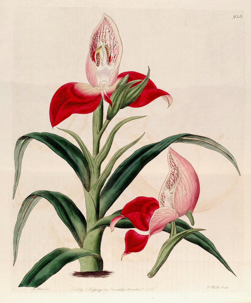 Illusztráció: Disa uniflora (syn. Disa grandiflora) alkotó: M. Hart