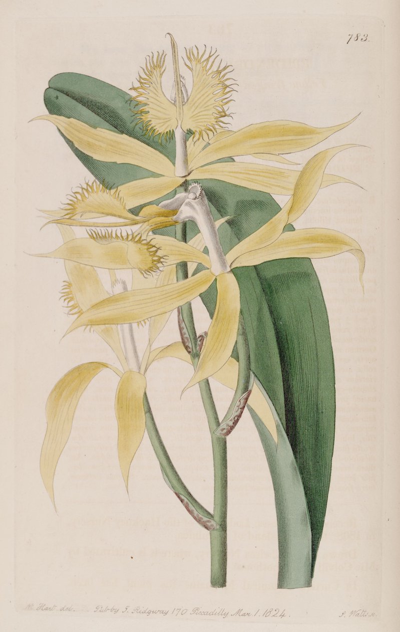 Az Epidendrum ciliare illusztrációja (mint az Epidendrum cuspidatum szinonimája) alkotó: M. Hart