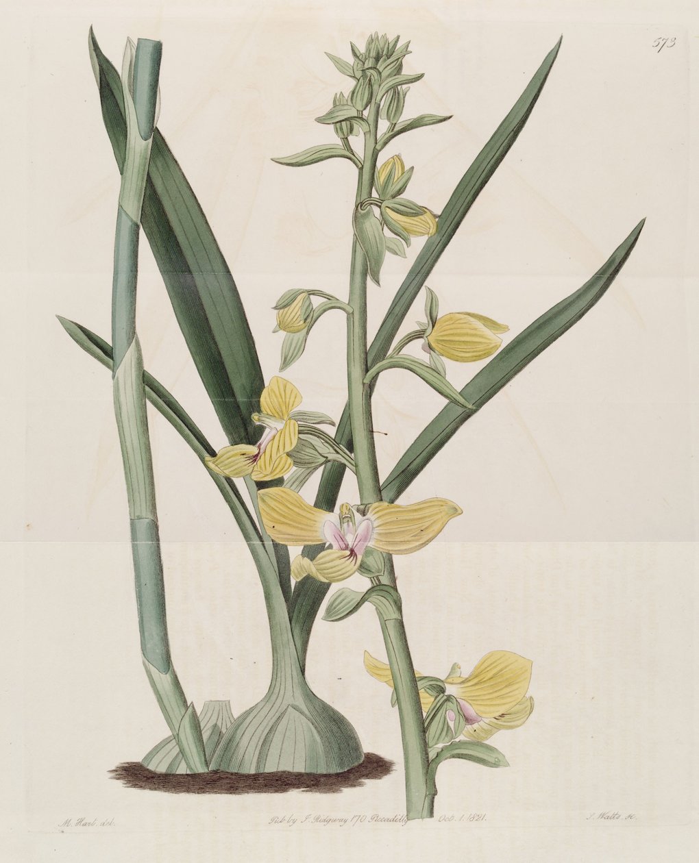 Illusztráció: Eulophia speciosa (mint syn. Lissochilus speciosus) alkotó: M. Hart