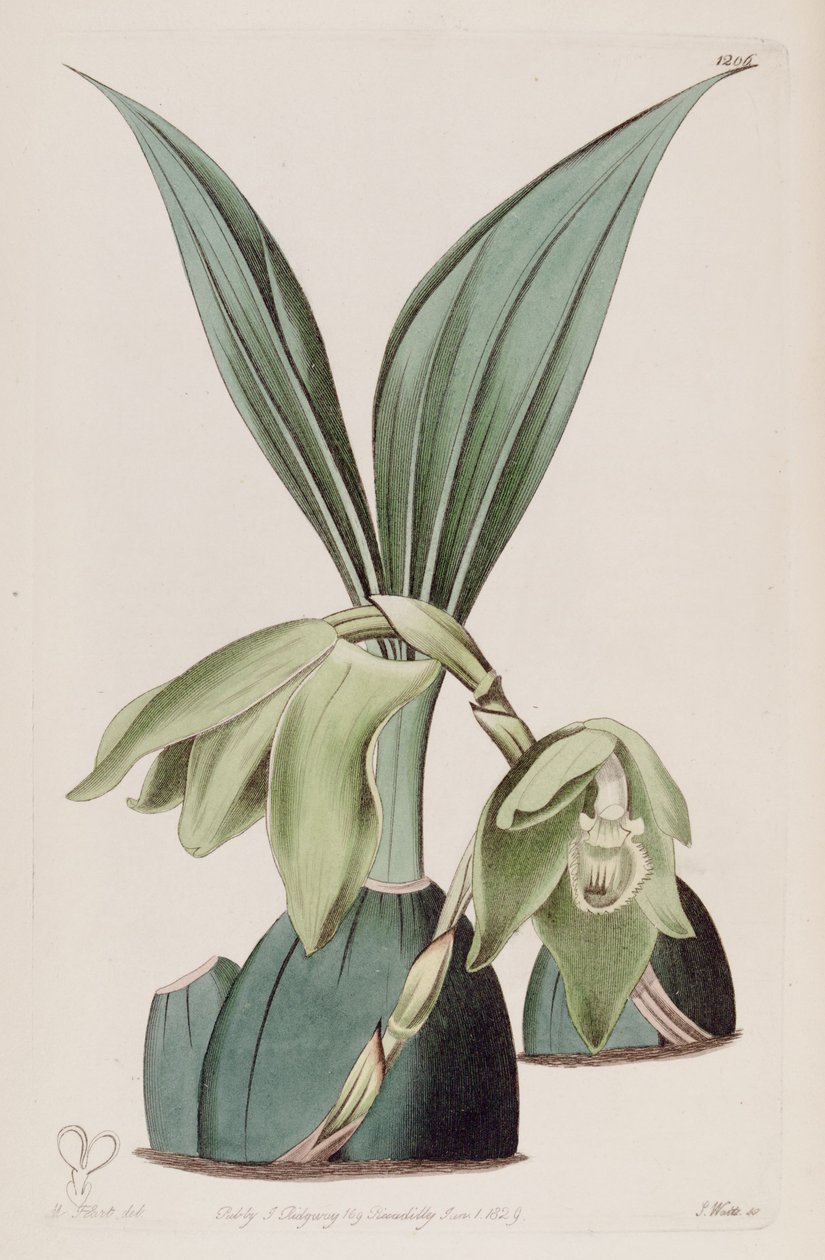 Illusztráció Ida ciliata (mint syn. Maxillaria ciliata) alkotó: M. Hart